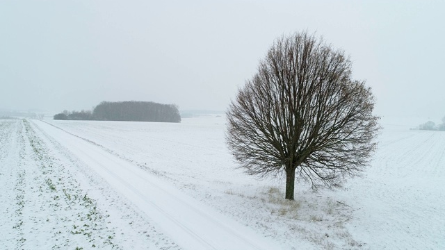 孤独的酸橙树在农田与乡村道路在积雪覆盖的景观。视频素材