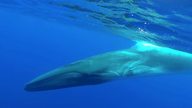 长须鲸(balaenoptera physalus)游向镜头，大西洋，皮科岛，亚速尔群岛。葡萄牙。视频素材