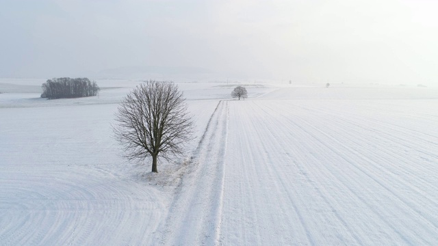 孤独的酸橙树在农田与乡村道路在积雪覆盖的景观。视频素材