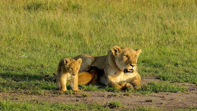 非洲狮，狮子Panthera Leo，母狮和两个幼崽，马赛马拉国家保护区，肯尼亚，非洲视频素材