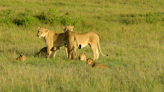 非洲狮，狮子Panthera Leo，母狮和四个幼崽，马赛马拉国家保护区，肯尼亚，非洲视频素材