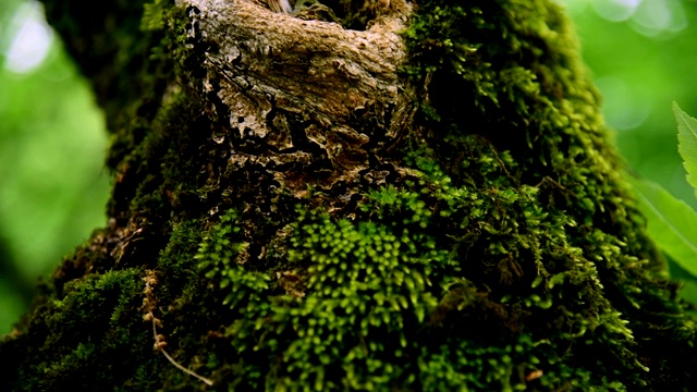 在森林里的一棵粗大的树干上厚厚的绿色苔藓的特写视频素材