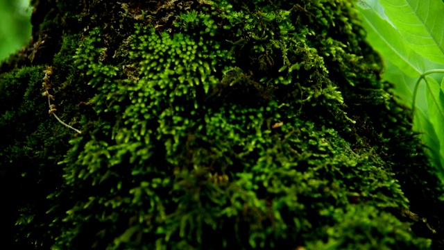 在森林里的一棵粗大的树干上厚厚的绿色苔藓的特写视频素材