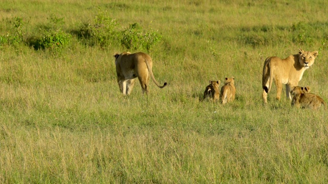 非洲狮，狮子Panthera Leo，母狮和四个幼崽，马赛马拉国家保护区，肯尼亚，非洲视频素材