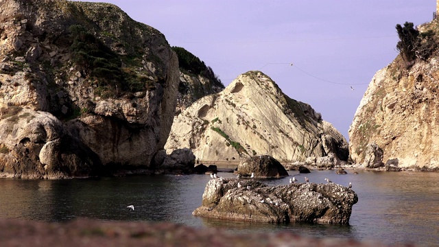 一群海鸥在土耳其黑海的一个岩石岛上视频素材