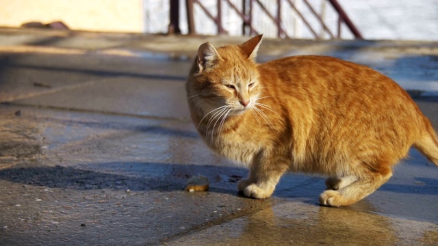 红色流浪猫在街上吃食物在早春的公园。慢动作视频素材