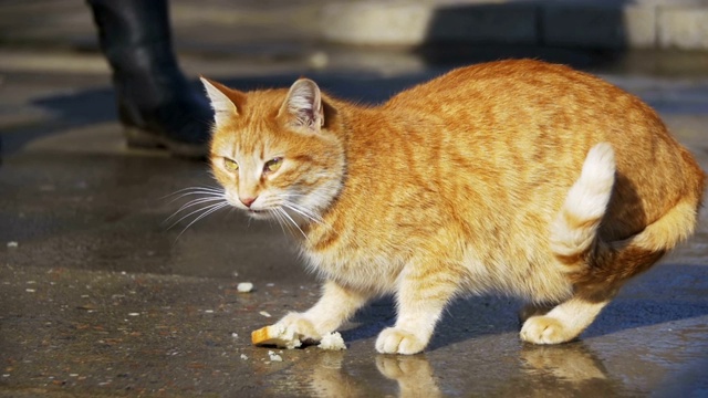 红色流浪猫在街上吃食物在早春的公园。慢动作视频素材