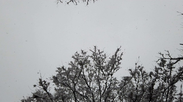 冬天，雪花和雪花一起飘落在树枝上视频素材