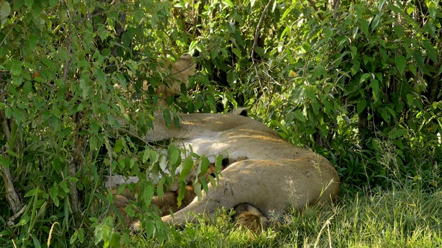 非洲狮，狮子Panthera Leo，两只母狮和幼崽，马赛马拉国家保护区，肯尼亚，非洲视频素材