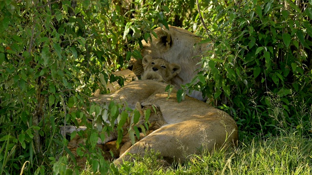 非洲狮，狮子Panthera Leo，两只母狮和幼崽，马赛马拉国家保护区，肯尼亚，非洲视频素材