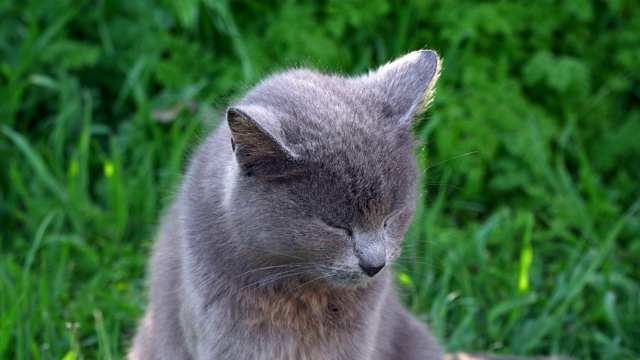 一只灰猫骄傲地独自坐在绿色的草地上视频素材