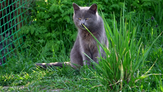 可爱的灰猫骄傲地独自坐在绿色的草地上视频素材