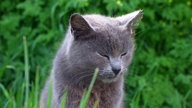 骄傲的灰猫独自坐在草地上视频素材