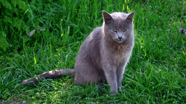 可爱的灰猫骄傲地独自坐在草地上视频素材