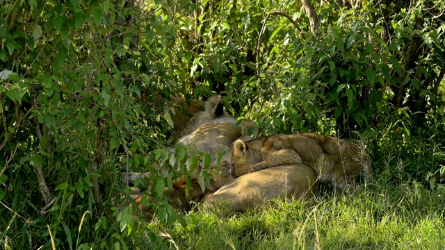 非洲狮，狮子Panthera Leo，两只母狮和幼崽，马赛马拉国家保护区，肯尼亚，非洲视频素材