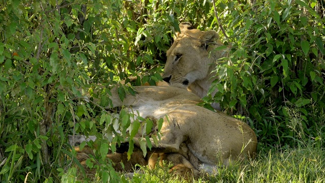 非洲狮，狮子Panthera Leo，两只母狮和幼崽，马赛马拉国家保护区，肯尼亚，非洲视频素材