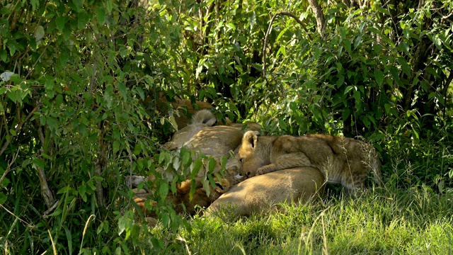 非洲狮，狮子Panthera Leo，两只母狮和幼崽，马赛马拉国家保护区，肯尼亚，非洲视频素材