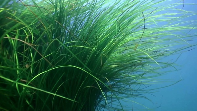 海底茂密的绿草，海藻。视频素材