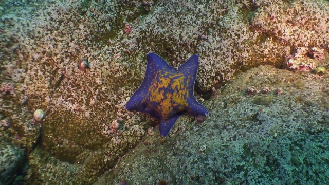 在海底寻找食物的大海星。视频素材