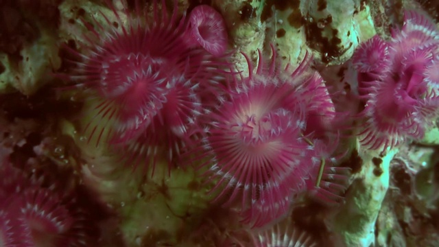 海底的海洋生物羽毛掸虫。视频素材