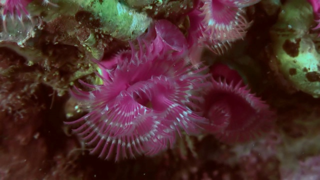 海底的海洋生物羽毛掸虫。视频素材