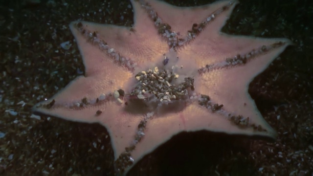 在海底寻找食物的大海星。视频素材