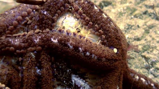 在海底寻找食物的大海星。视频素材