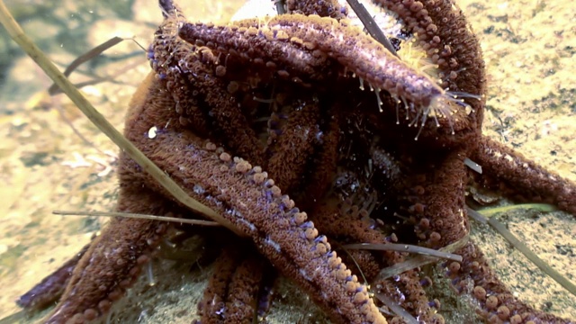 在海底寻找食物的大海星。视频素材