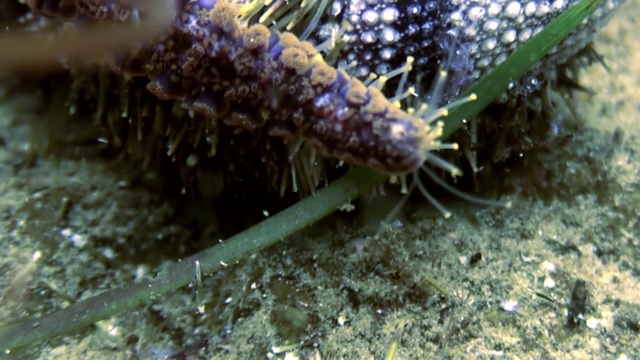 在海底寻找食物的大海星。视频素材