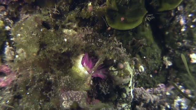 海底的海洋生物羽毛掸虫。视频素材