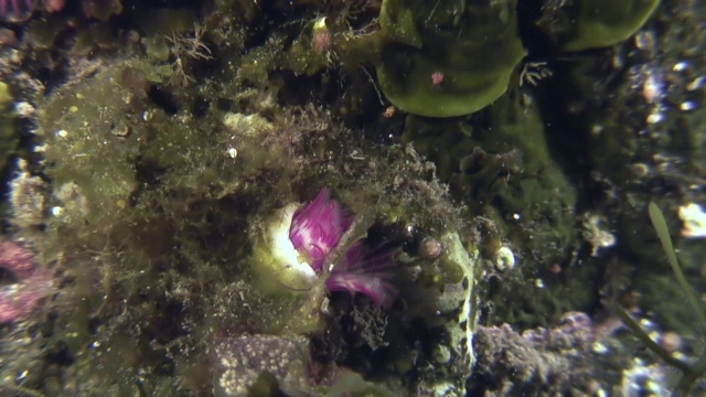 海底的海洋生物羽毛掸虫。视频素材