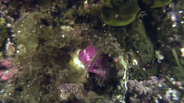 海底的海洋生物羽毛掸虫。视频素材