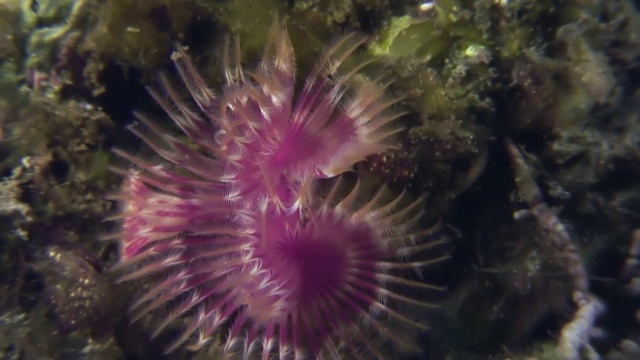 海底的海洋生物羽毛掸虫。视频素材