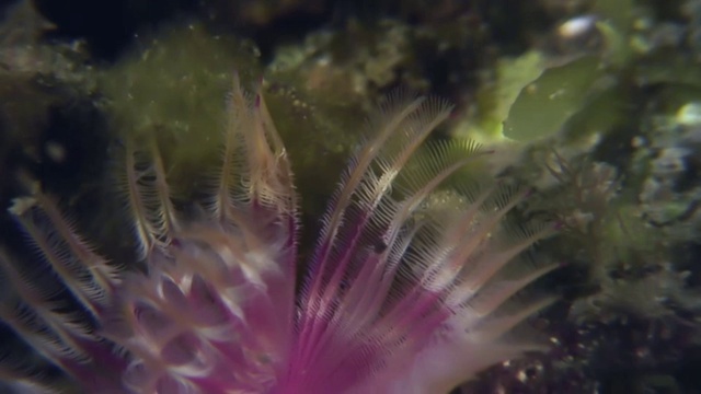 海底的海洋生物羽毛掸虫。视频素材