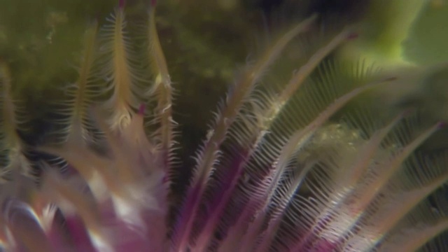 海底的海洋生物羽毛掸虫。视频素材