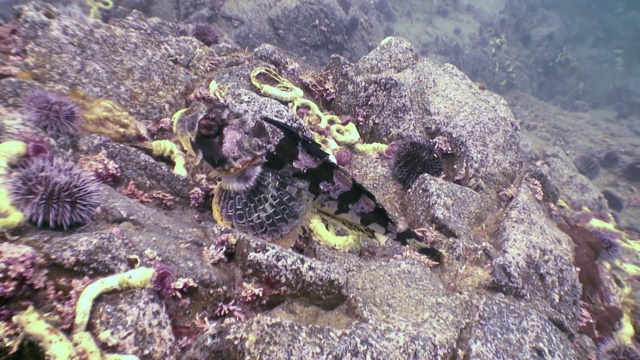 海底岩石中的鱼和海胆。视频素材