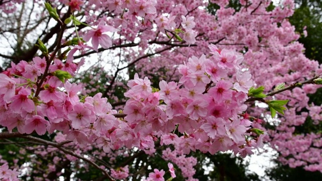 樱花盛开季节:红色/粉红色视频素材