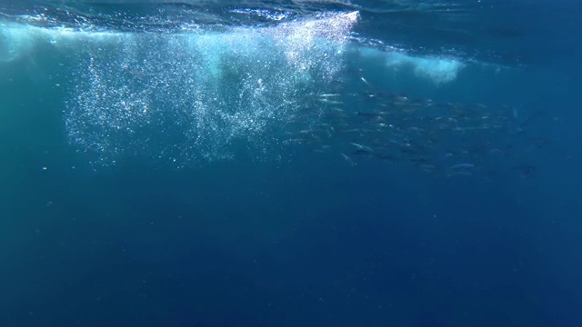 在南非东海岸，一群普通的海豚攻击一个沙丁鱼诱饵球。普通海豚成群结队地围捕沙丁鱼，把它们推到水面。视频素材