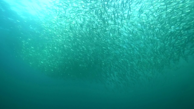 在南非东海岸，一群普通的海豚攻击一个沙丁鱼诱饵球。普通海豚成群结队地围捕沙丁鱼，把它们推到水面。视频素材