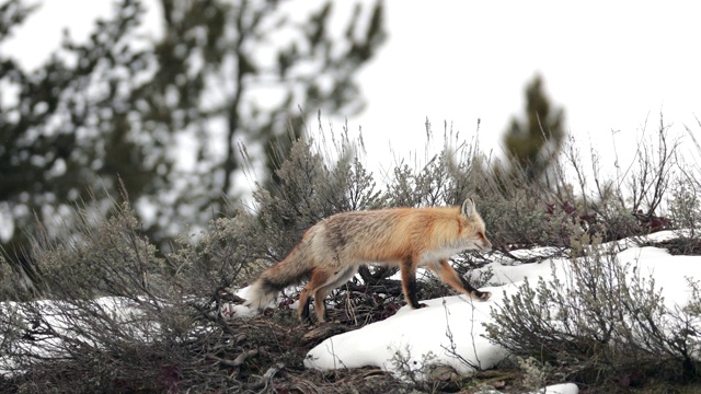 MS/pan 4K拍摄的一只红狐(Vulpes Vulpes)在雪中行走视频素材