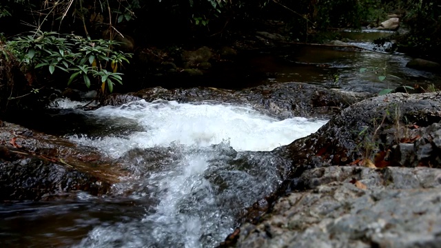 平静的山涧溪水在森林中流淌。视频素材