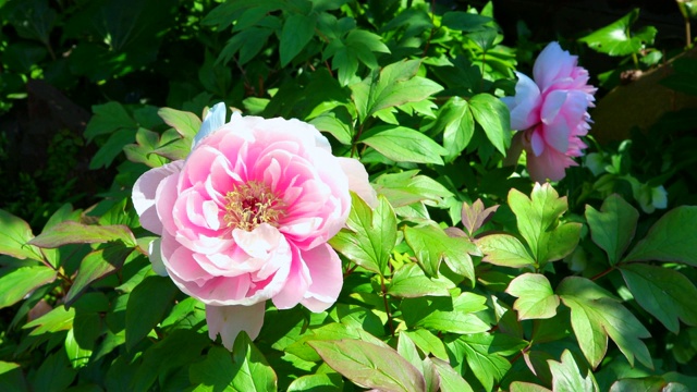 粉红色的牡丹花在日本花园里视频素材