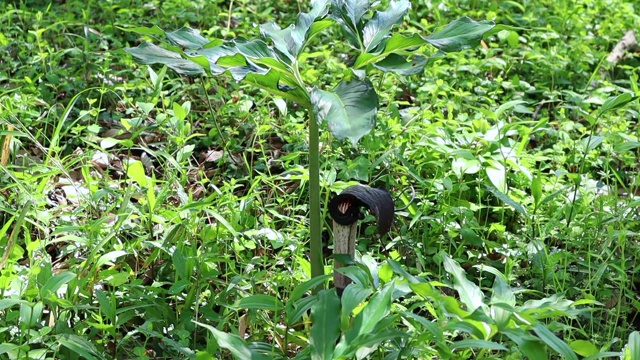 野天南星植物视频下载