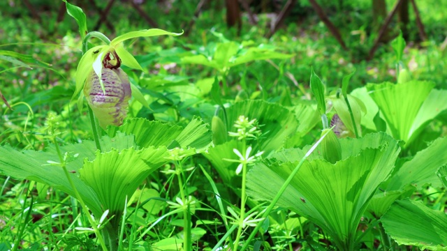 野生凤仙花日本血吸虫视频素材