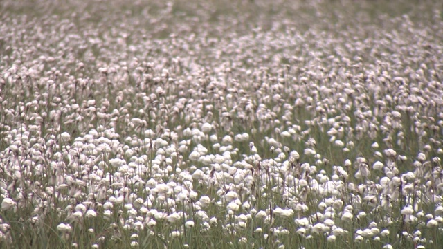 棉草田(Eriophorum sp.)视频素材