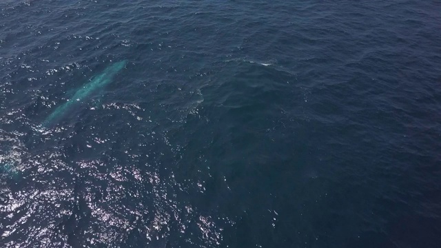 航拍:鲸鱼浮上海面视频素材