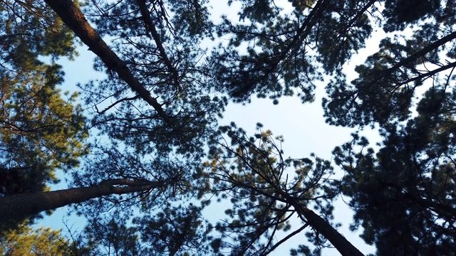 松树顶，阳光和蓝色
天空在松林中，旋转观视频素材