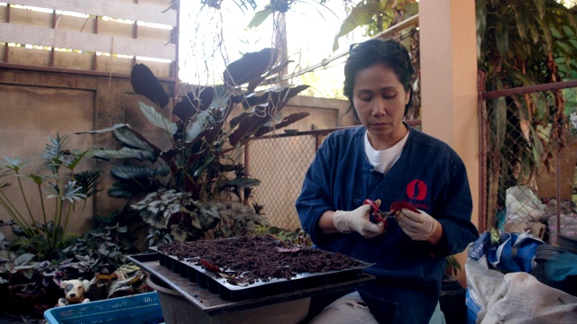 种植植物的女人视频下载