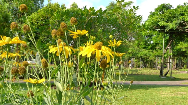 花园里的万寿菊视频素材