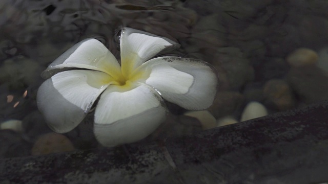 白色鸡蛋花漂浮在清澈的夏季池塘。花园池塘里的鸡蛋花视频素材